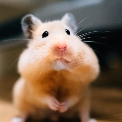 funny hampster